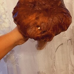 Konkurs "Pochwalcie się swoimi grzybowymi zbiorami"