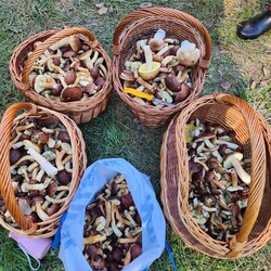 Konkurs "Pochwalcie się swoimi grzybowymi zbiorami"