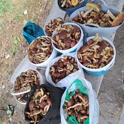 Konkurs "Pochwalcie się swoimi grzybowymi zbiorami"