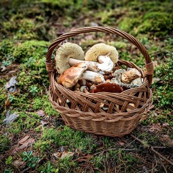 Konkurs "Pochwalcie się swoimi grzybowymi zbiorami"