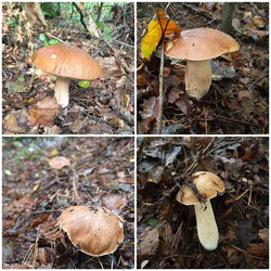 Konkurs "Pochwalcie się swoimi grzybowymi zbiorami"