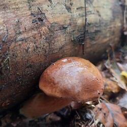 Konkurs "Pochwalcie się swoimi grzybowymi zbiorami"