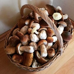 Konkurs "Pochwalcie się swoimi grzybowymi zbiorami"