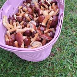 Konkurs "Pochwalcie się swoimi grzybowymi zbiorami"