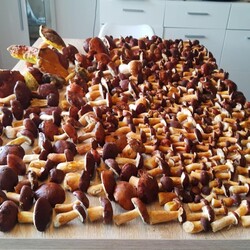 Konkurs "Pochwalcie się swoimi grzybowymi zbiorami"