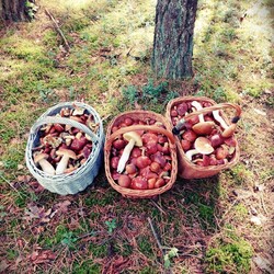 Konkurs "Pochwalcie się swoimi grzybowymi zbiorami"