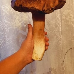 Konkurs "Pochwalcie się swoimi grzybowymi zbiorami"