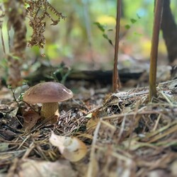 Konkurs "Pochwalcie się swoimi grzybowymi zbiorami"