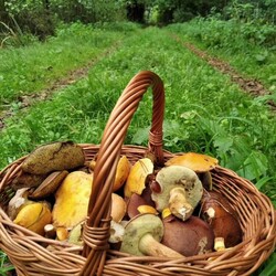 Konkurs "Pochwalcie się swoimi grzybowymi zbiorami"