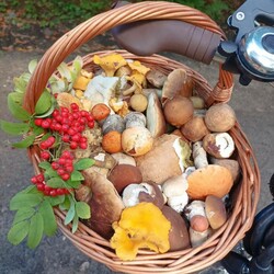 Konkurs "Pochwalcie się swoimi grzybowymi zbiorami"