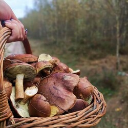 Konkurs "Pochwalcie się swoimi grzybowymi zbiorami"