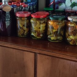 Konkurs "Pochwalcie się swoimi grzybowymi zbiorami"