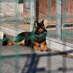 Kiermasz Świateczny TOZ Fauna