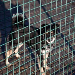 Kiermasz Świateczny TOZ Fauna