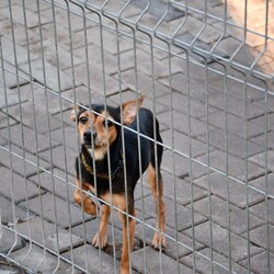 Kiermasz Świateczny TOZ Fauna