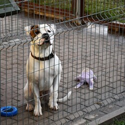 Kiermasz Świateczny TOZ Fauna