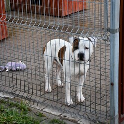 Kiermasz Świateczny TOZ Fauna