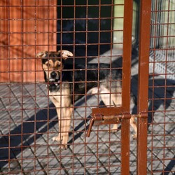 Kiermasz Świateczny TOZ Fauna