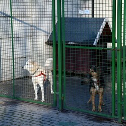 Kiermasz Świateczny TOZ Fauna