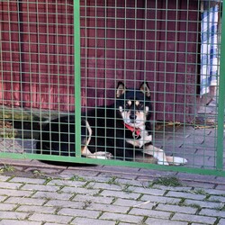 Kiermasz Świateczny TOZ Fauna