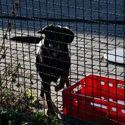 Kiermasz Świateczny TOZ Fauna