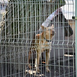 Kiermasz Świateczny TOZ Fauna