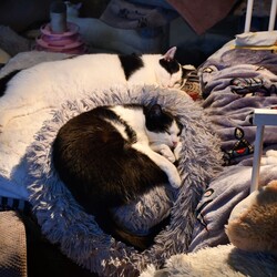 Kiermasz Świateczny TOZ Fauna