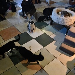 Kiermasz Świateczny TOZ Fauna