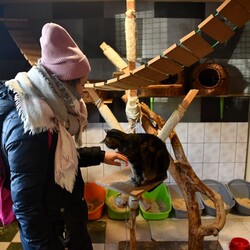 Kiermasz Świateczny TOZ Fauna