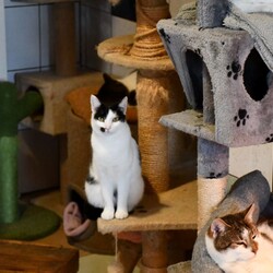 Kiermasz Świateczny TOZ Fauna