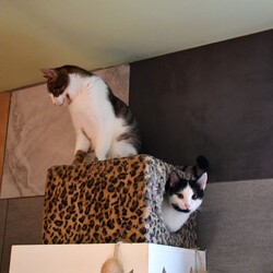 Kiermasz Świateczny TOZ Fauna