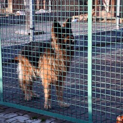 Kiermasz Świateczny TOZ Fauna