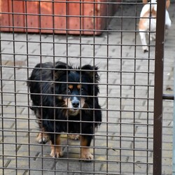 Kiermasz Świateczny TOZ Fauna