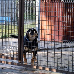 Kiermasz Świateczny TOZ Fauna