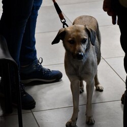 Kiermasz Świateczny TOZ Fauna