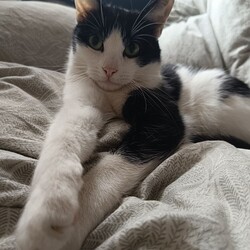 Światowy Dzień Kota