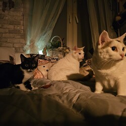 Światowy Dzień Kota