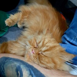 Światowy Dzień Kota