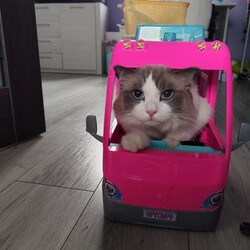 Światowy Dzień Kota