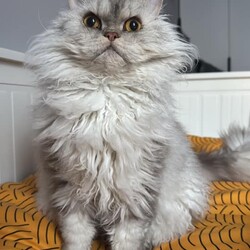 Światowy Dzień Kota