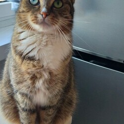 Światowy Dzień Kota