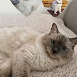 Światowy Dzień Kota