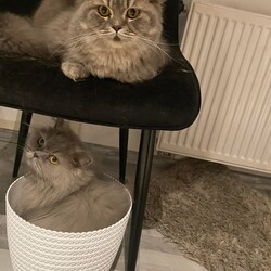 Światowy Dzień Kota