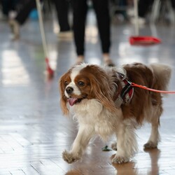 Memoriał Mai Pocztańskiej