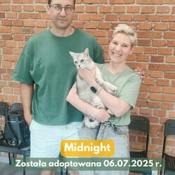 Fauna adopcje kotów