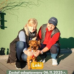 Adopcje TOZ Fauna