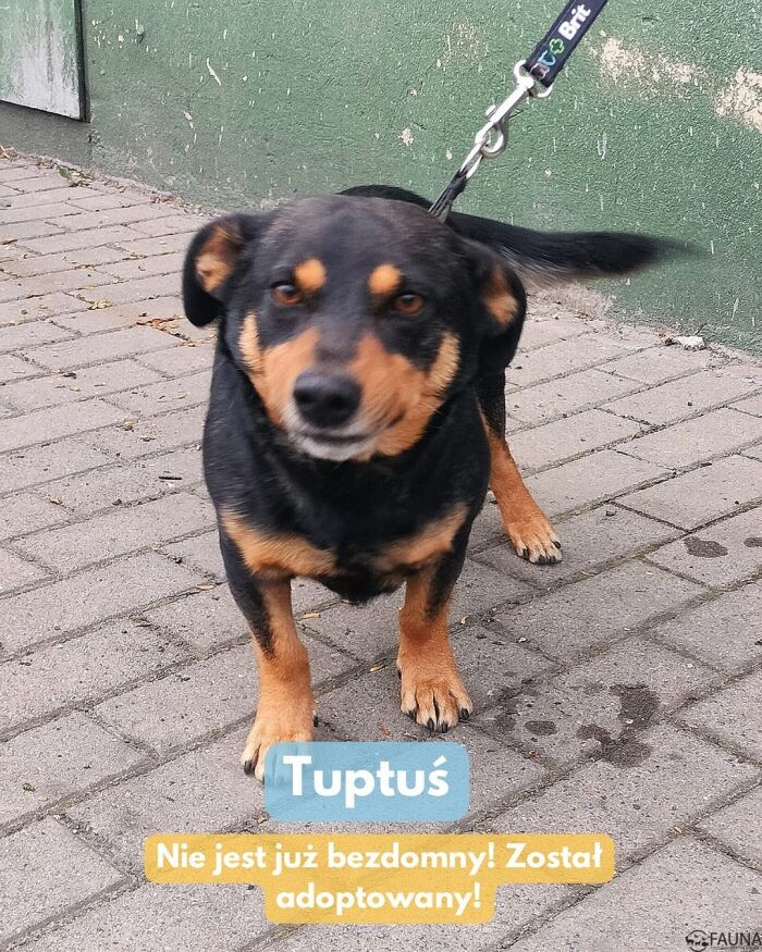 Adopcyjne podsumowanie – kolejne zwierzaki w nowych domach!/fot. TOZ Fauna