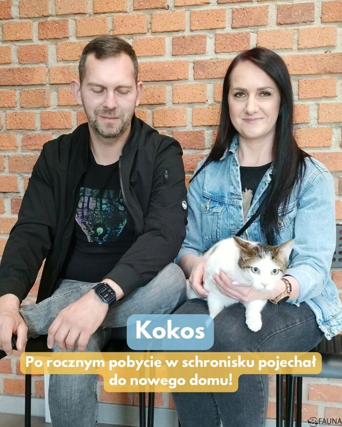5 kotów z Fauny znalazło nowe domy!/fot. TOZ Fauna