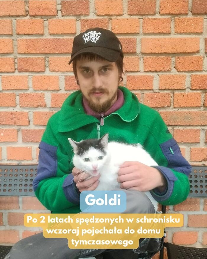 5 kotów z Fauny znalazło nowe domy!/fot. TOZ Fauna