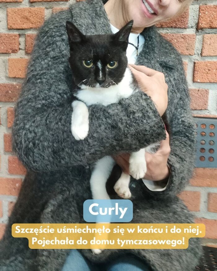 5 kotów z Fauny znalazło nowe domy!/fot. TOZ Fauna